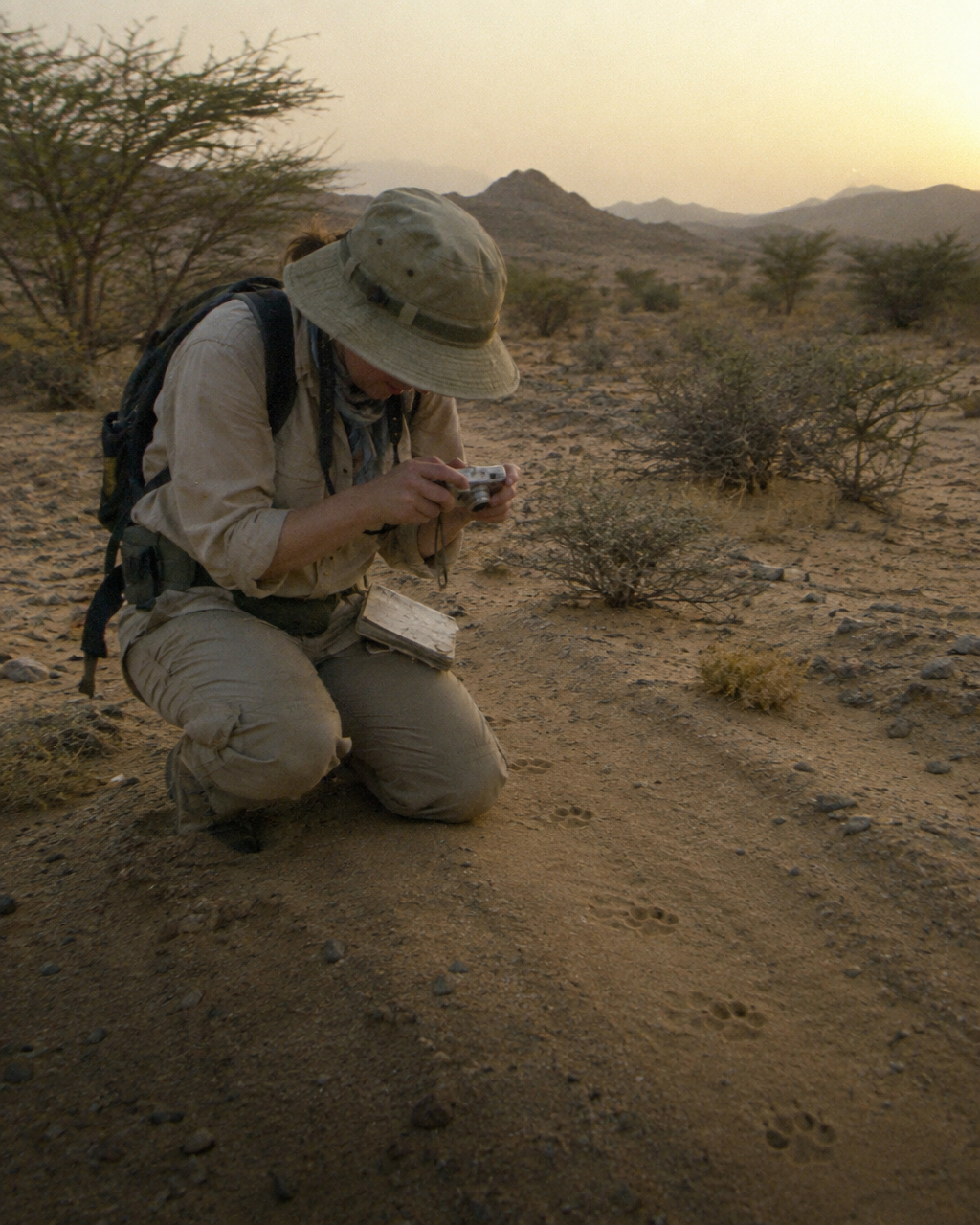Tu gato se tumba al sol a 35 °C: no está aguantando el calor, está cómodo 4 Una persona con sombrero para el sol y ropa de campo polvorienta, arrodillada en un sendero de arena de un desierto con matorrales, fotografía pequeñas huellas de gato montés con una cámara compacta.