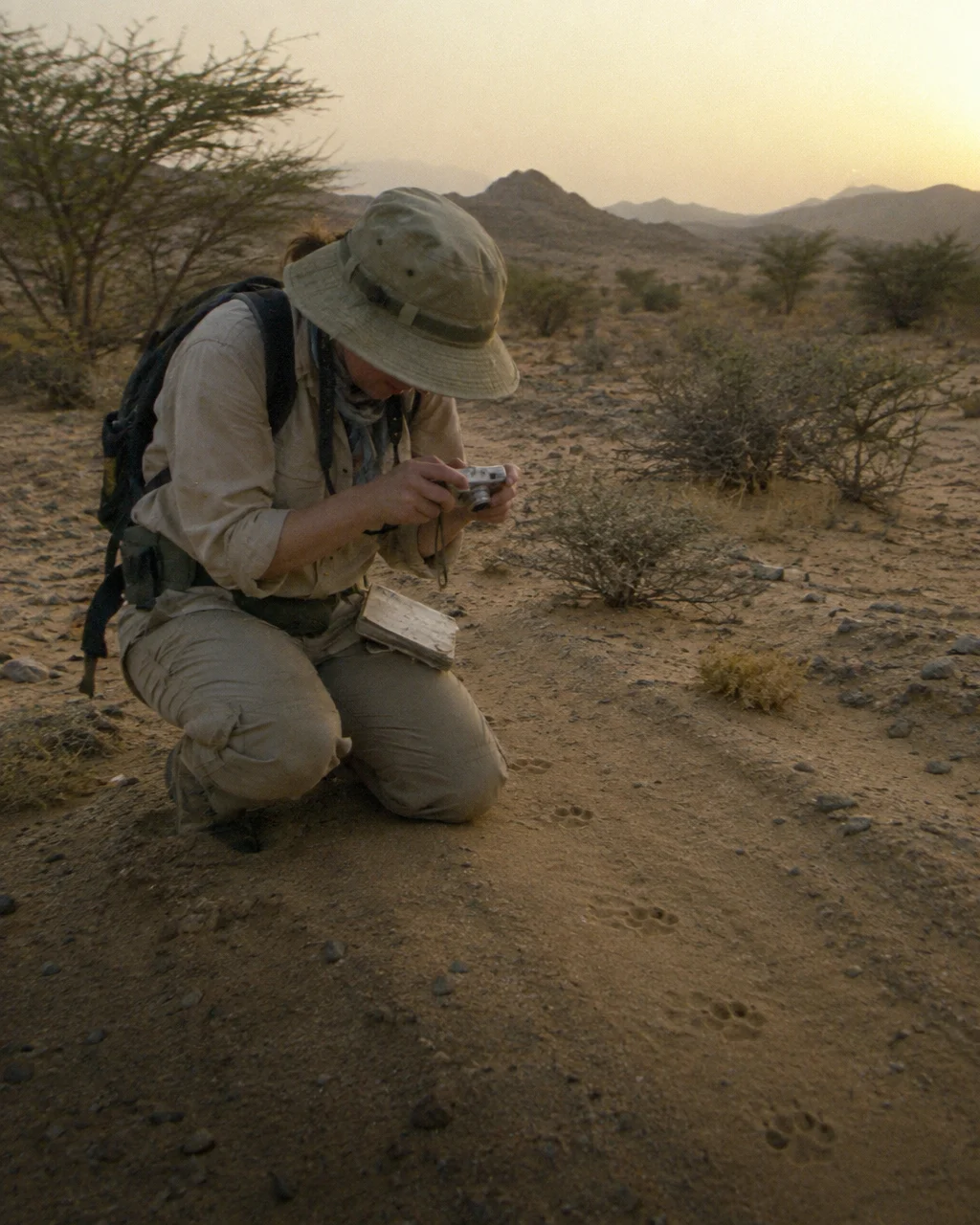 Una persona con sombrero para el sol y ropa de campo polvorienta, arrodillada en un sendero de arena de un desierto con matorrales, fotografía pequeñas huellas de gato montés con una cámara compacta.