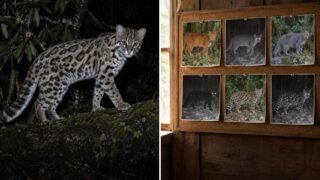 El gato que la ciencia tomó por varias especies: dorado, negro, gris o con rosetas de leopardo