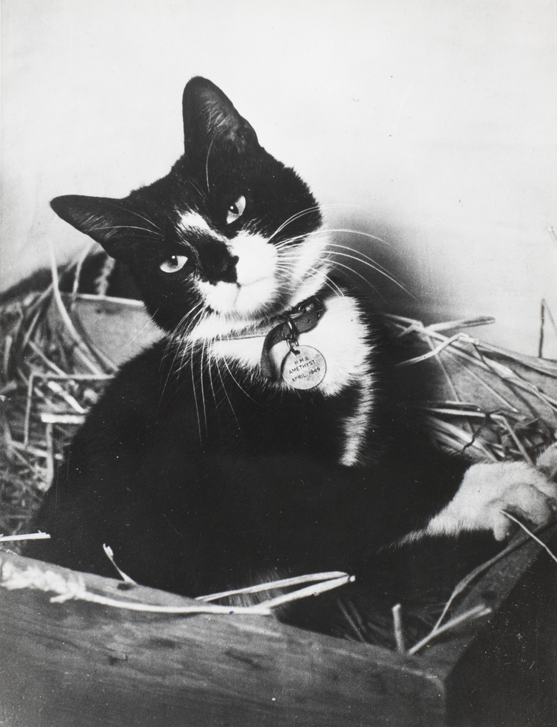 Un gato marinero ganó una medalla al valor; en 1975, su Marina prohibió los gatos a bordo 3 Simon, el gato del buque británico HMS Amethyst, en una fotografía de 1949