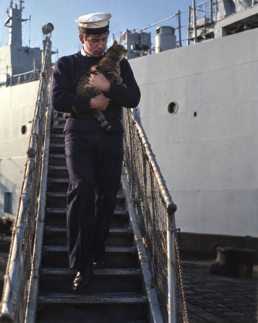 Un gato marinero ganó una medalla al valor; en 1975, su Marina prohibió los gatos a bordo 5 Un joven marinero con suéter azul oscuro y gorra blanca baja por la pasarela metálica de un buque gris con un gato atigrado en brazos
