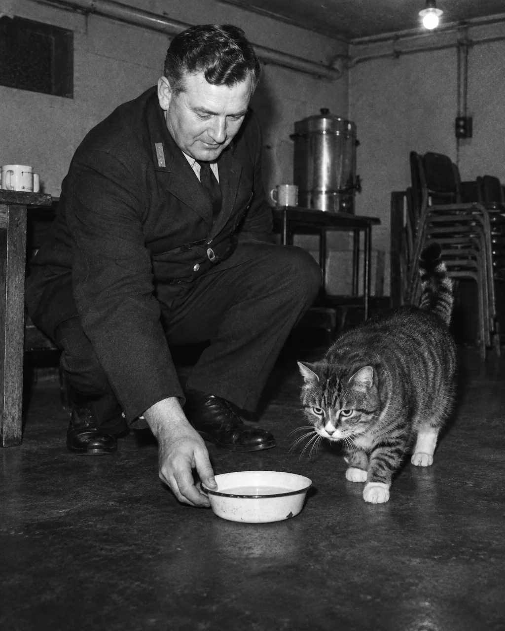 El correo británico les pagaba sueldo a sus gatos, y en 1953 el asunto llegó al Parlamento 3 Fotografía granulada en blanco y negro de un portero de correos con chaqueta de uniforme oscura, agachado en un comedor de personal, que deja un plato de esmalte en el suelo mientras un gato robusto camina hacia él; al fondo se ven un gran hervidor de té, sillas apiladas y tuberías a la vista.