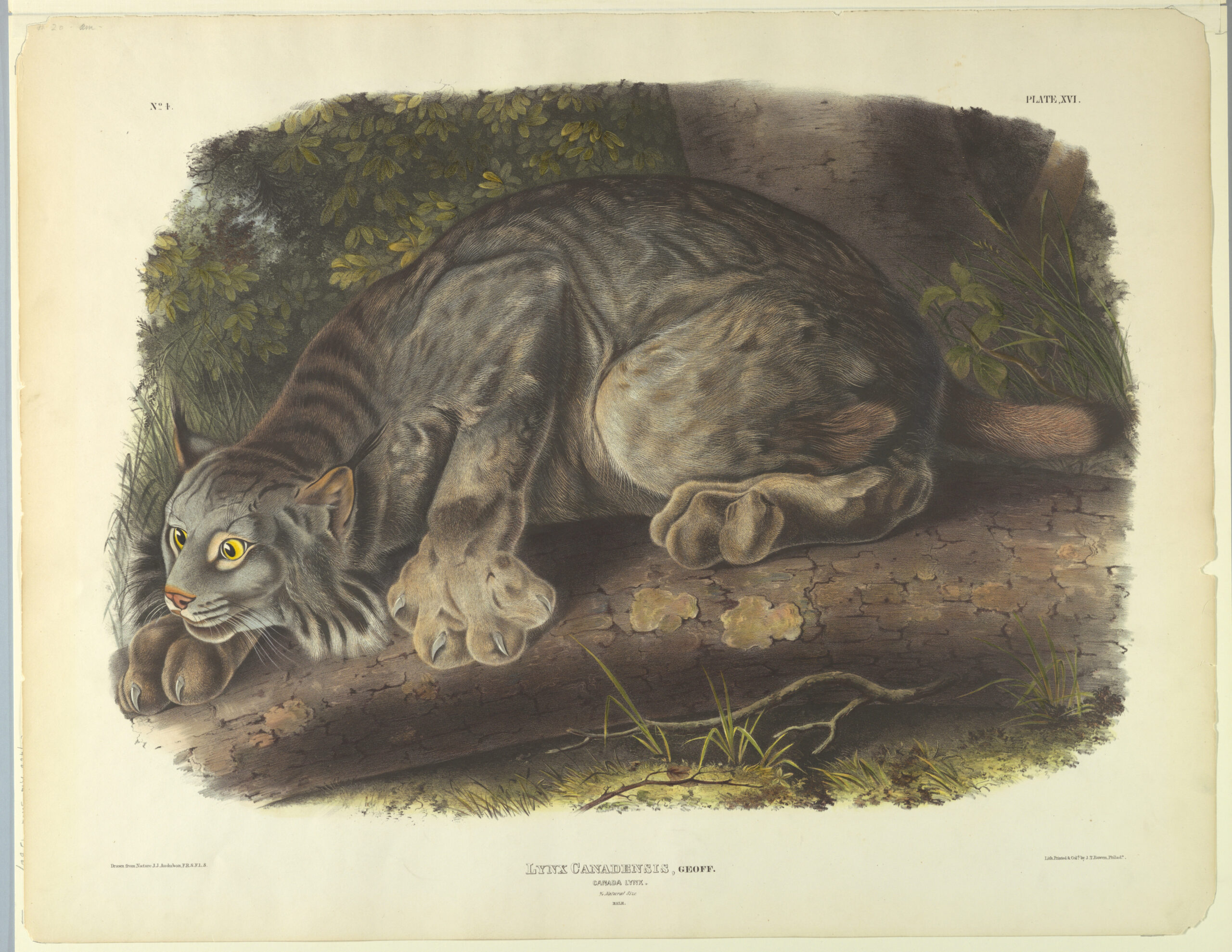 De ocho crías a ninguna: la ola que vació las guaridas de lince en Alaska 3 Lámina ilustrada de hacia 1845 que representa a un lince canadiense