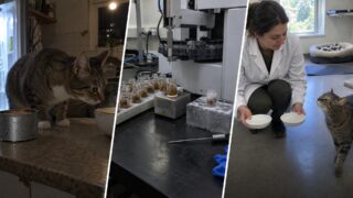 Por qué tu gato mayor huele la comida fría y se aleja sin probarla
