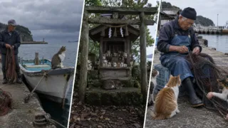 tashirojima isla de los gatos tsunami hero