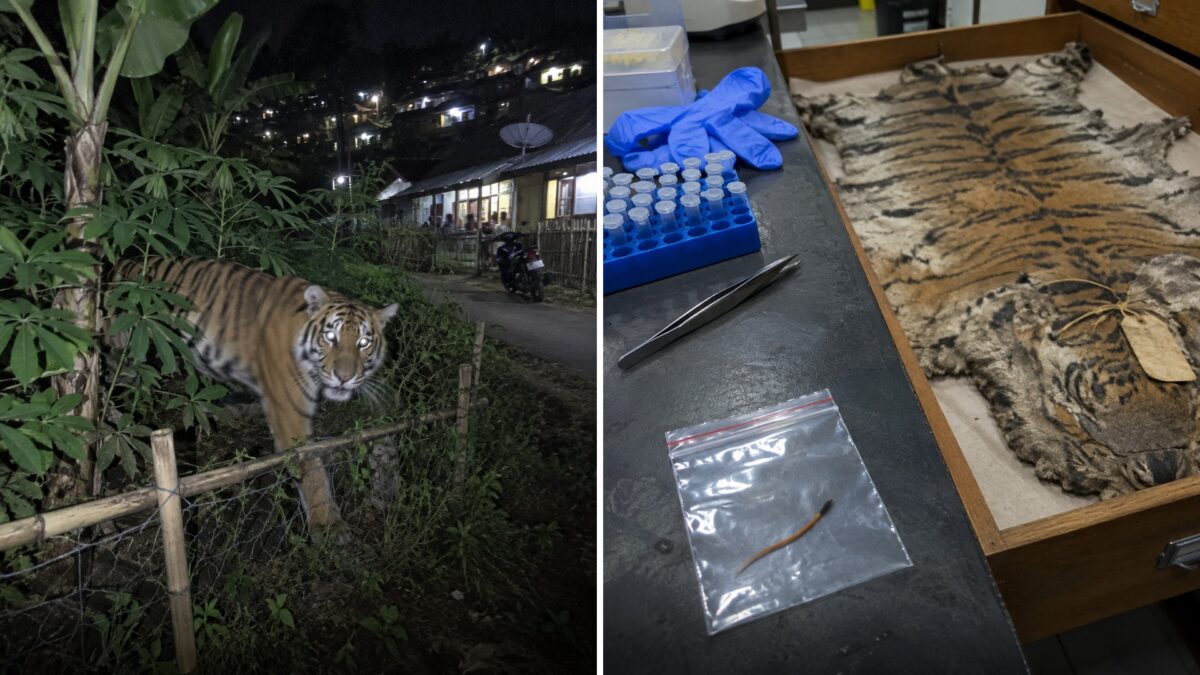 Un solo pelo en una cerca de Java reabrió el caso de un tigre declarado extinto