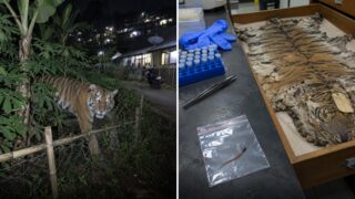 Un solo pelo en una cerca de Java reabrió el caso de un tigre declarado extinto