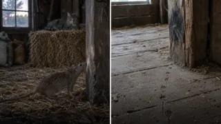 Un parásito de una sola célula le quita a la rata el miedo al gato que puede comérsela