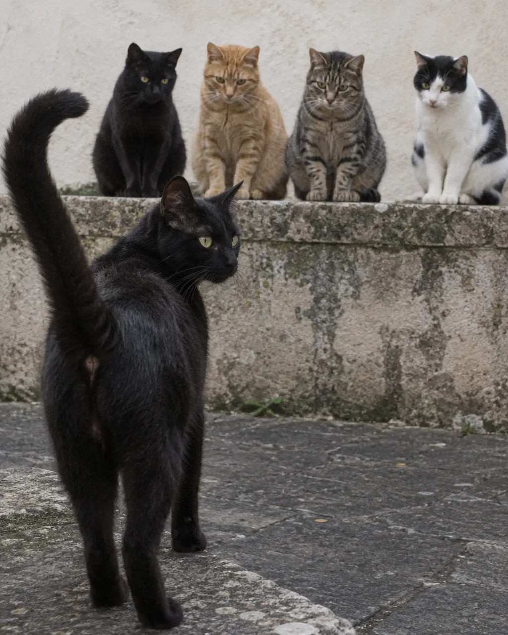 Mismo parto, mismo vientre, ¿mismo padre? Lo que el ADN reveló en las camadas de gatos de Lyon 2 Gata negra delgada de pie sobre un escalón de piedra en un patio de ciudad, con la cola levantada y la cabeza girada hacia atrás.