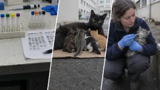 camada con varios padres gatos lyon hero