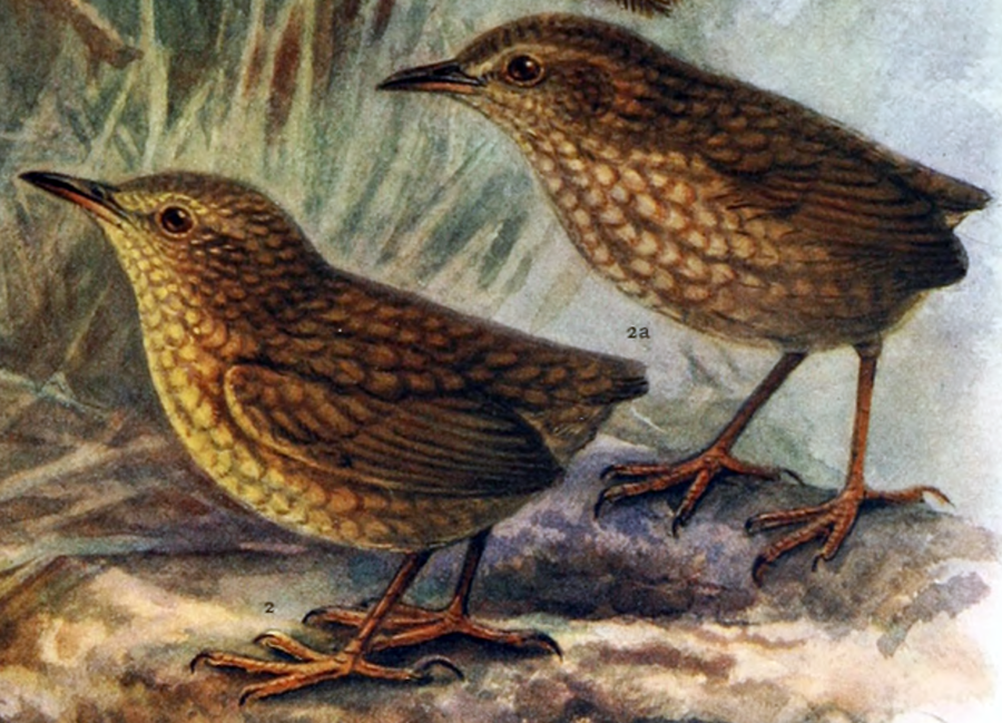 Ilustración de dos pequeñas aves pardas moteadas, el chochín de la isla Stephens
