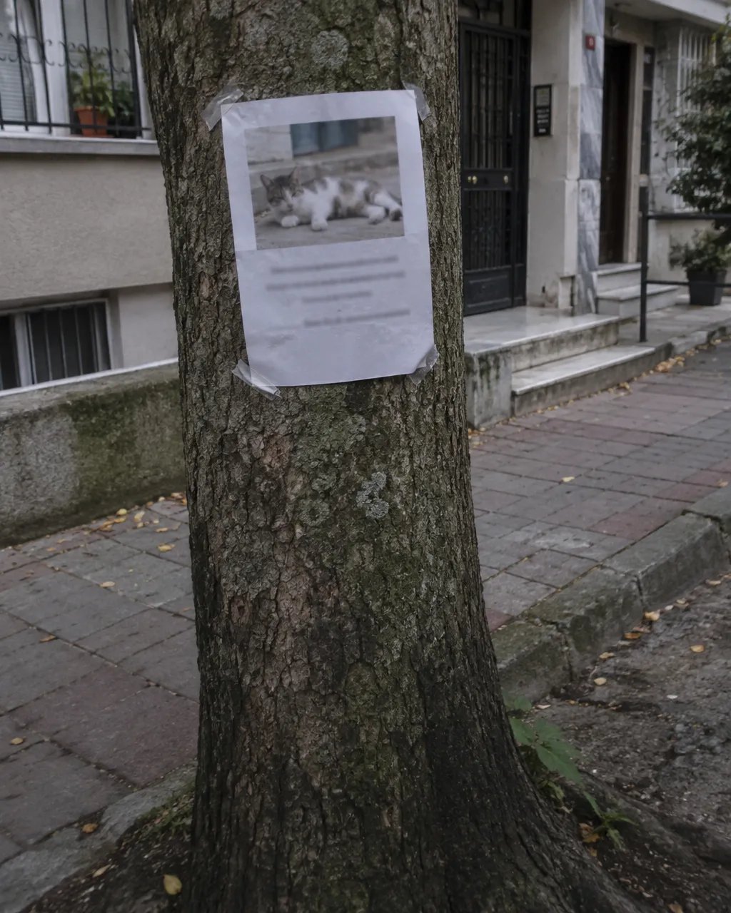 Era un gato callejero de Estambul y 17.000 personas firmaron para darle una estatua 5 Hoja impresa con la foto borrosa de un gato recostado, sujeta con cinta al tronco de un árbol en una acera de barrio