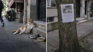 estatua de tombili gato callejero estambul hero