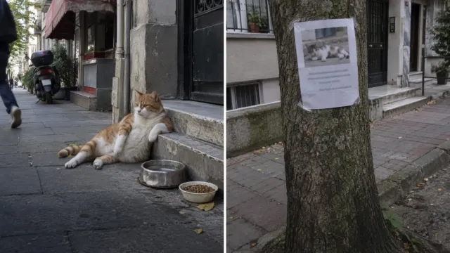 Era un gato callejero de Estambul y 17.000 personas firmaron para darle una estatua
