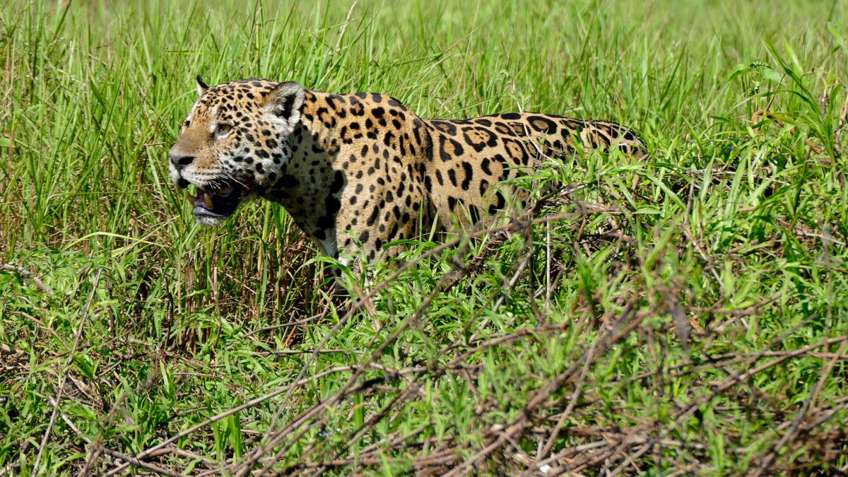 Jaguar macho caminando entre la hierba alta a la orilla de un río