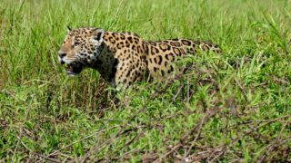 Jaguar macho caminando entre la hierba alta a la orilla de un río