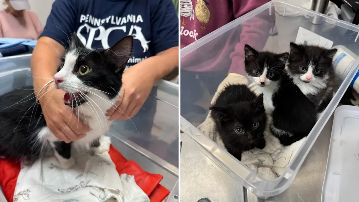 Dos cajas apiladas, 27 grados y una gata que se quedaba sin aire 1 Dos cajas apiladas, 27 grados y una gata que se quedaba sin aire