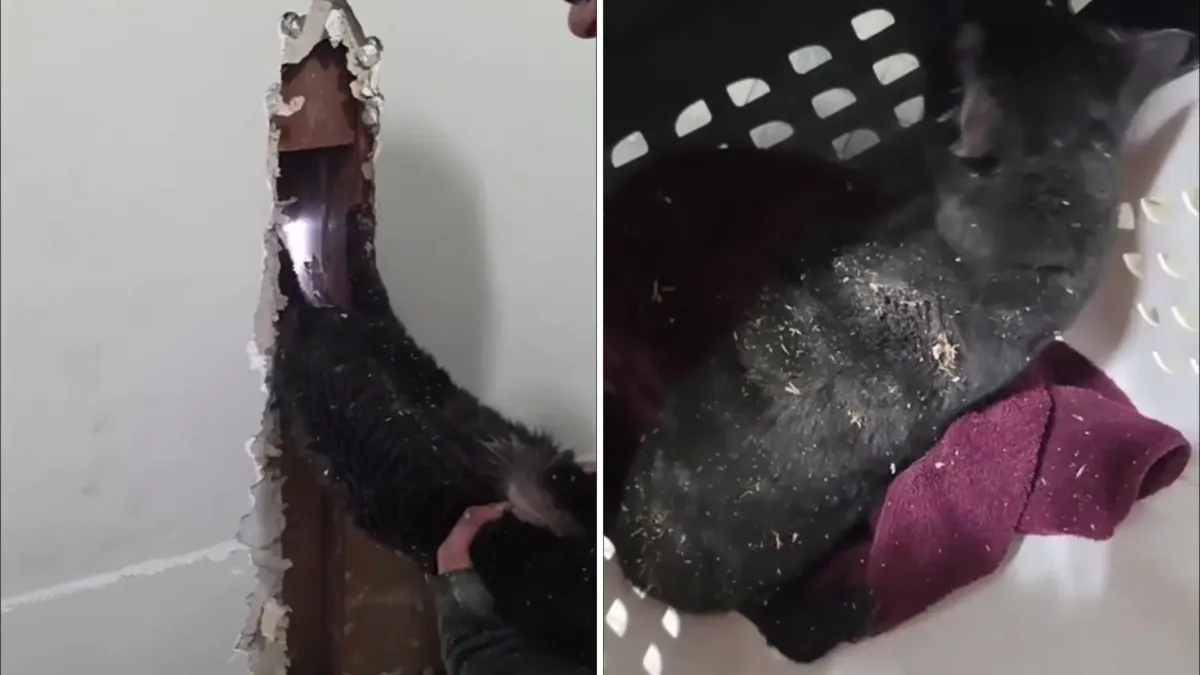 Una gata desaparece en su propio edificio y la respuesta está detrás de una pared