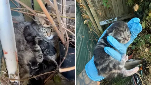 Una gata tuvo a sus cinco gatitos junto a una cerca, y alguien la estaba mirando