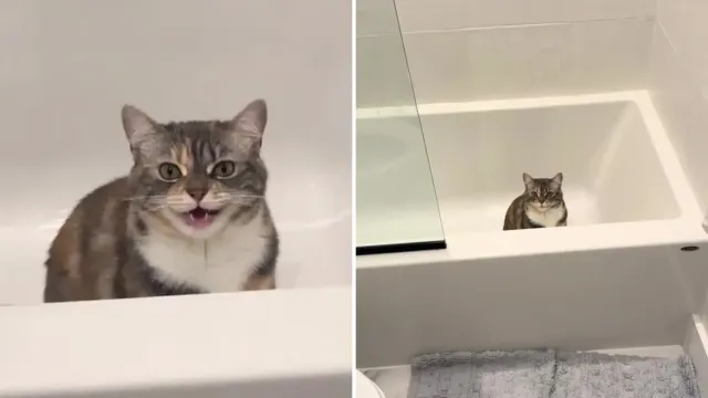 La gata que cada mañana espera dentro de la ducha, y no para bañarse