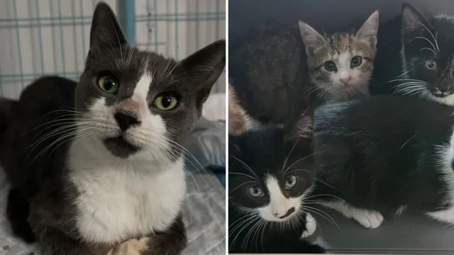 Cinco gatitos se apagaban detrás de un salón de uñas y a su madre ya no le quedaba nada