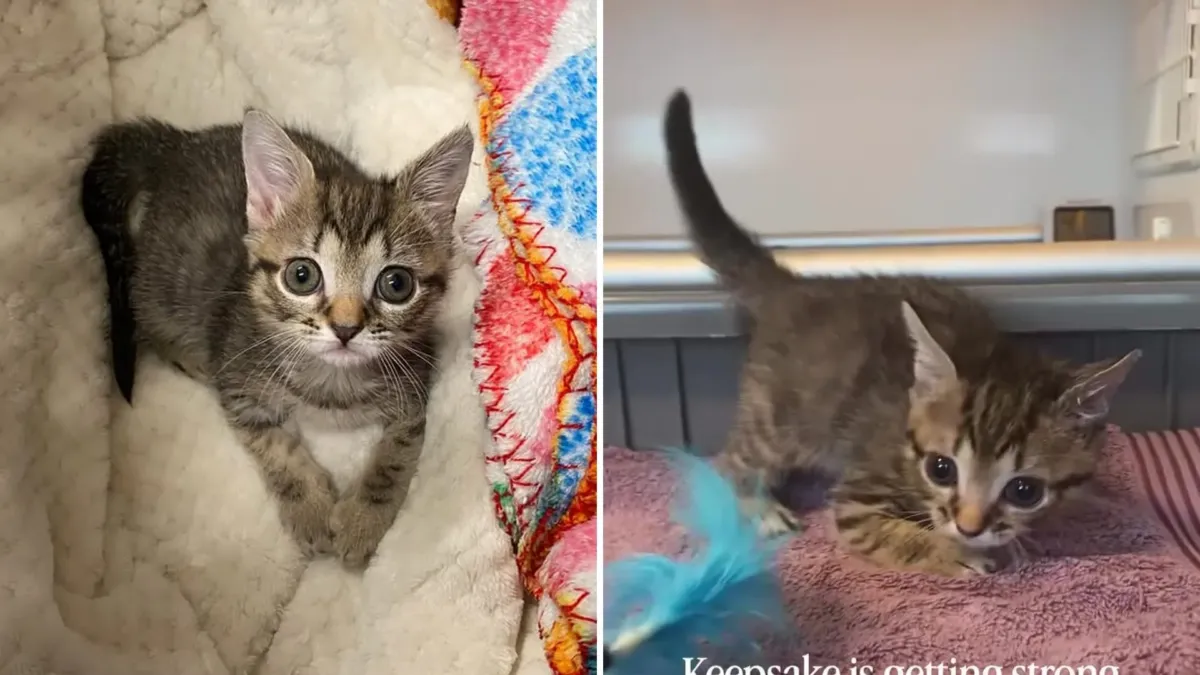 Era la única de diez gatitos que sobrevivió, y cualquier movimiento podía romperle un hueso 1 Era la única de diez gatitos que sobrevivió, y cualquier movimiento podía romperle un hueso