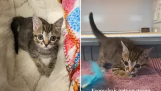 gatita con huesos fragiles hero