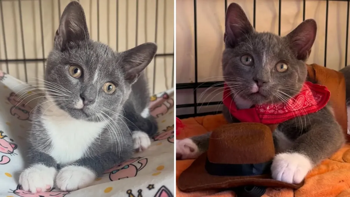 La patita blanca de Jitsu contra un vidrio que no se abría 1 Un gatito abandonado, una puerta de vidrio y una patita blanca que pedía entrar