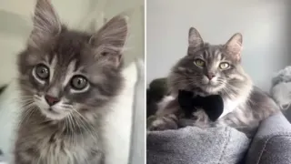 gatito de medio kilo conrad hero