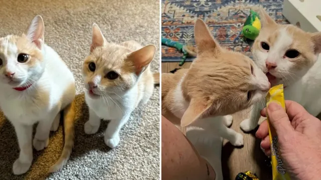 Hubo que entrar a gatas bajo una casa para sacarlos, y eso era solo el comienzo