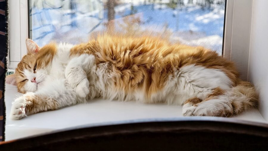 ¿Por qué mi gato hace eso? Su lenguaje corporal y 18 costumbres explicadas 9 Gato de pelo largo tumbado al sol junto a una ventana