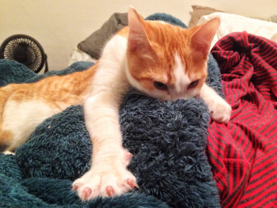 ¿Por qué mi gato hace eso? Su lenguaje corporal y 18 costumbres explicadas 5 Gato naranja y blanco amasando una manta con las patas delanteras