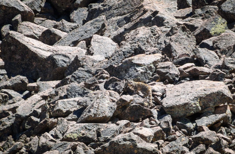 Gato andino casi invisible entre rocas grises en la montaña