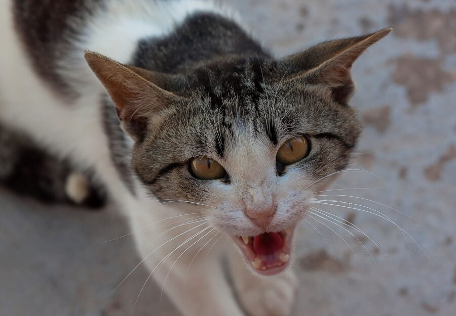 ¿Por qué mi gato hace eso? Su lenguaje corporal y 18 costumbres explicadas 11 Gato atigrado y blanco bufando con la boca abierta