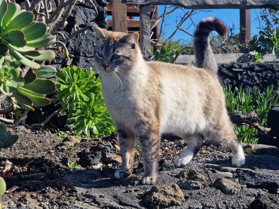 ¿Por qué mi gato hace eso? Su lenguaje corporal y 18 costumbres explicadas 3 Gato claro caminando entre plantas con la cola levantada
