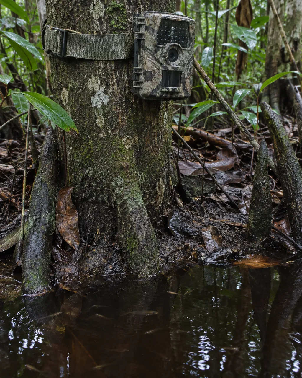 Nadie lo había registrado en Tailandia desde 1995: unas cámaras captaron 29 veces al gato de cabeza plana 4 Cámara trampa con estampado de camuflaje sujeta con una correa gastada al tronco de un árbol, apuntando a una orilla de barro junto a agua oscura en un bosque pantanoso.