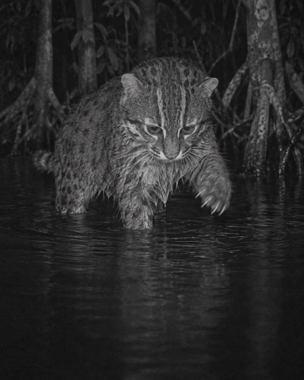 Nadie lo había registrado en Tailandia desde 1995: unas cámaras captaron 29 veces al gato de cabeza plana 5 Fotograma infrarrojo en blanco y negro de un gato de cabeza plana metido en el agua oscura de un pantano, con una pata alzada sobre la superficie.