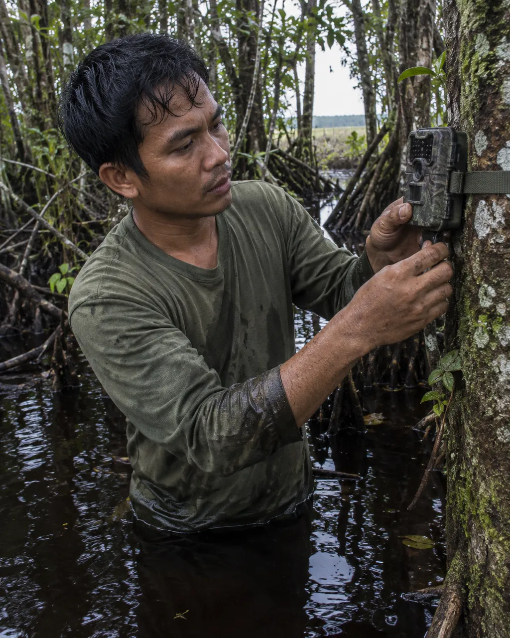Nadie lo había registrado en Tailandia desde 1995: unas cámaras captaron 29 veces al gato de cabeza plana 6 Guardaparques con camisa de campo verde oliva, de pie con el agua oscura hasta las rodillas en un bosque pantanoso de turba.