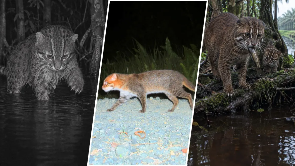 Nadie lo había registrado en Tailandia desde 1995: unas cámaras captaron 29 veces al gato de cabeza plana 1 Nadie lo había registrado en Tailandia desde 1995: unas cámaras captaron 29 veces al gato de cabeza plana