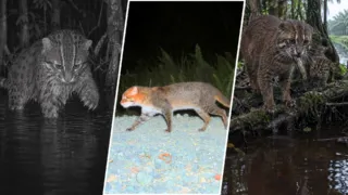 gato de cabeza plana reaparece tailandia hero