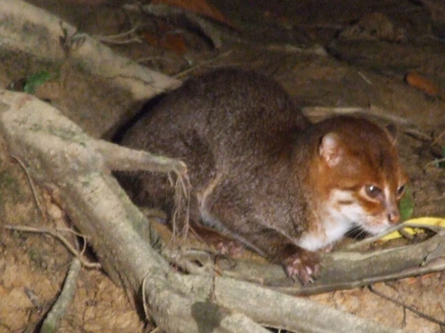 Felinos en peligro de extinción: cuáles son y qué los amenaza 4 Un gato de cabeza plana, de pelaje pardo y cabeza rojiza, entre las raíces de un árbol