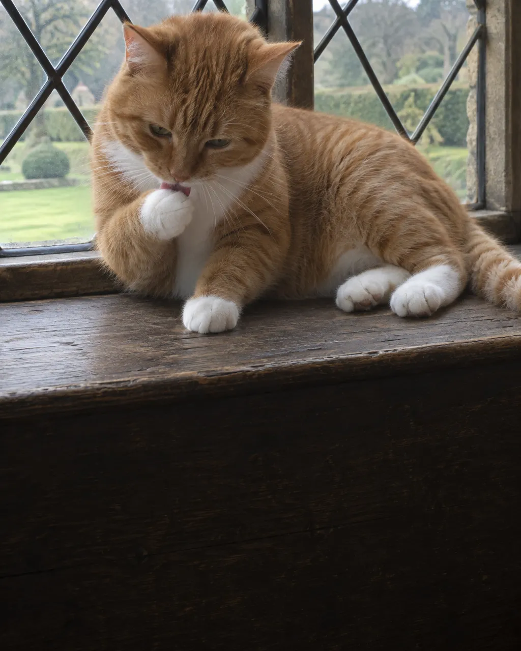 Naranja, con patas blancas y llamado Jock: los requisitos para vivir en la casa de Churchill 3 Gato atigrado naranja tumbado en el ancho alféizar de madera gastada de una ventana antigua con vidrios emplomados, lamiéndose una pata delantera