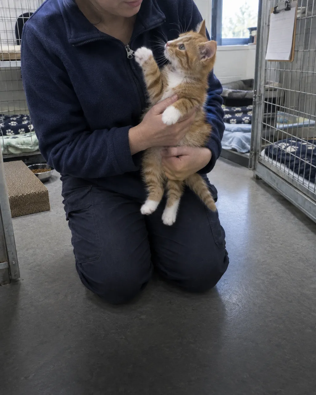 Naranja, con patas blancas y llamado Jock: los requisitos para vivir en la casa de Churchill 4 Una persona de un centro de rescate, con forro polar azul marino y el rostro parcialmente fuera de cuadro, se arrodilla dentro de un recinto para gatos y levanta con cuidado a un gatito naranja