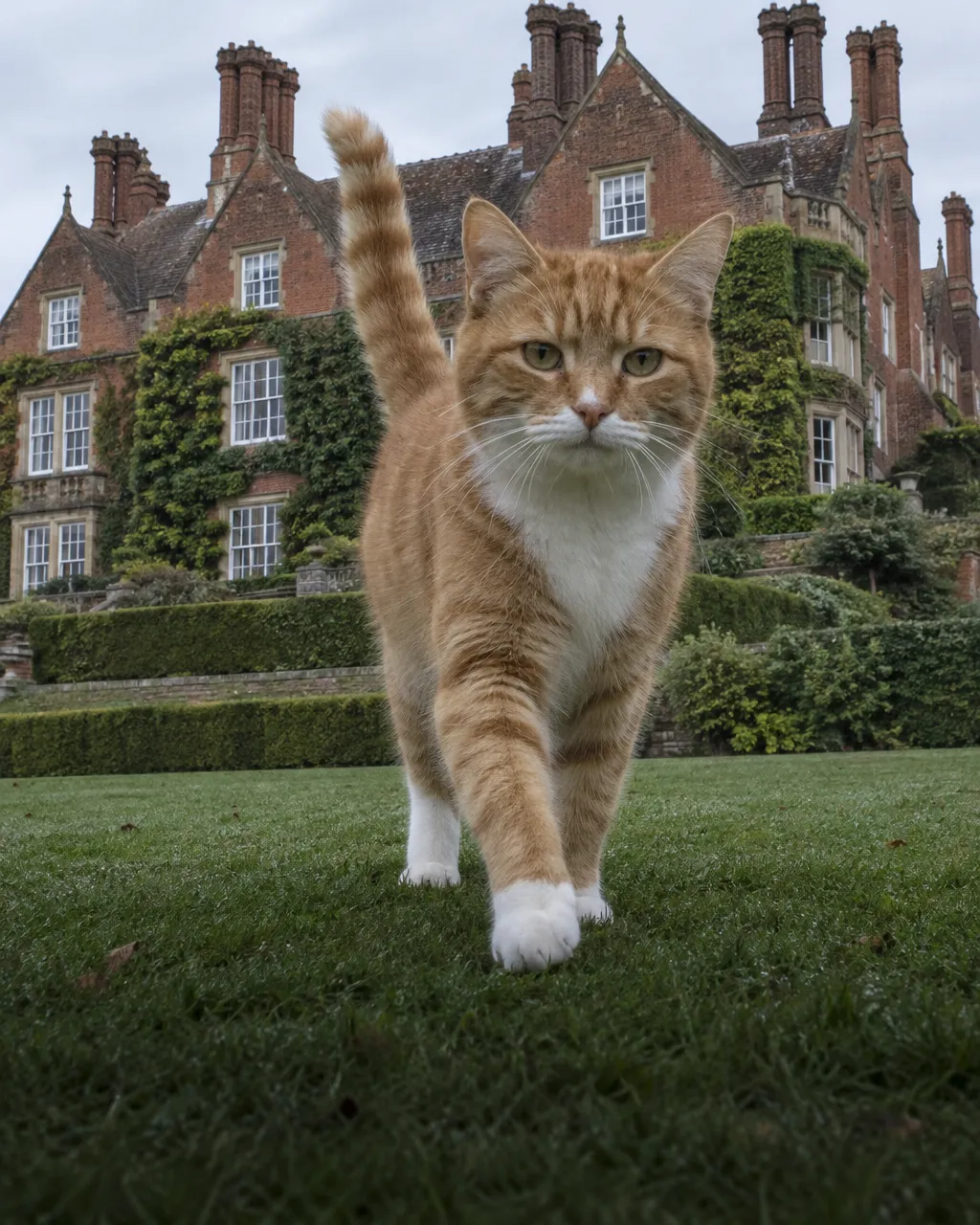 Naranja, con patas blancas y llamado Jock: los requisitos para vivir en la casa de Churchill 5 Gato atigrado naranja con pechera blanca y cuatro patas blancas camina hacia la cámara por un césped húmedo frente a una casa de campo inglesa, con la cola en alto