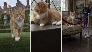 gato de churchill jock chartwell hero