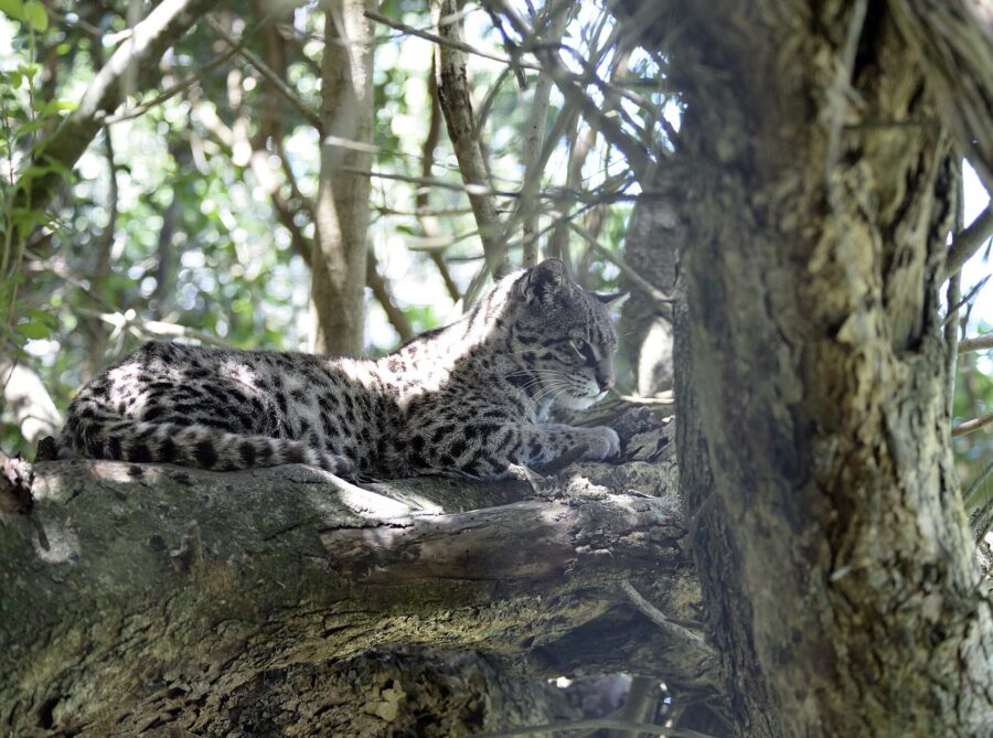 Gato de Geoffroy manchado echado sobre la rama de un árbol