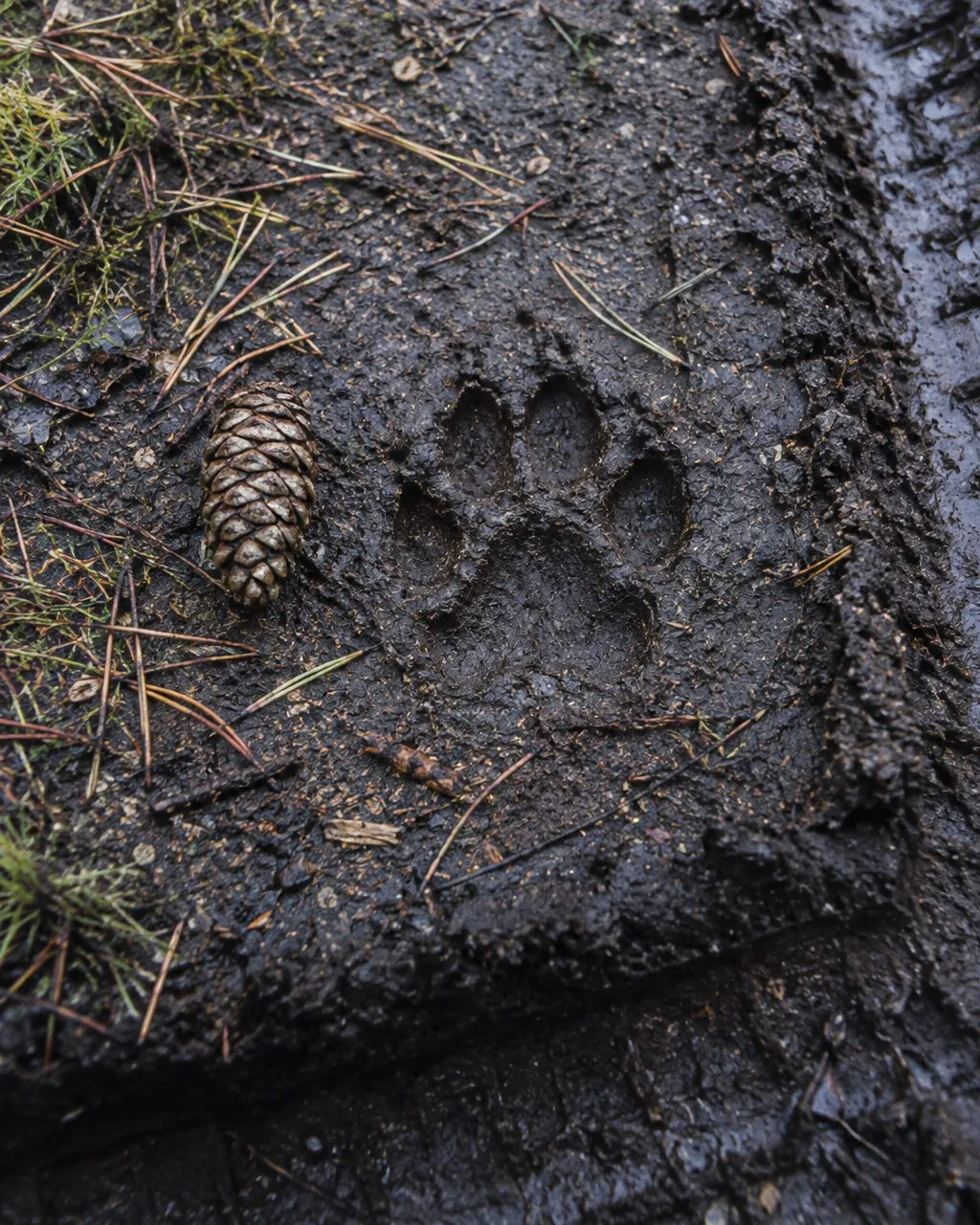 La «bestia negra» de Escocia era real y llevaba los genes de tu gato 3 Huella grande de gato marcada en barro oscuro de turba junto a una piña de pino, en un camino forestal con marcas de neumáticos y agujas de pino