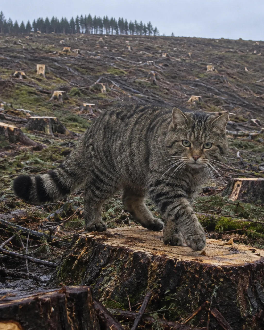La «bestia negra» de Escocia era real y llevaba los genes de tu gato 5 Gato montés escocés robusto cruza sobre un tocón de pino recién cortado, con una pata delantera levantada y la cabeza vuelta hacia la cámara, bajo luz nublada