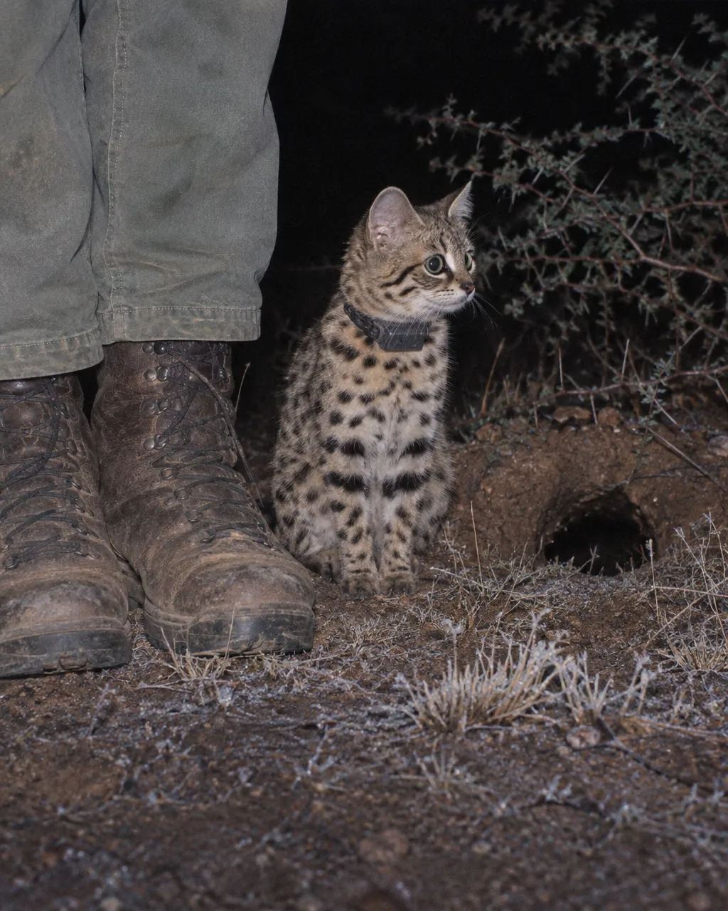 El gato de patas negras pesa menos de dos kilos, y lo que hacía de noche no cuadraba con su tamaño 4 Unas botas de cuero gastadas y polvorientas sobre el suelo escarchado de un matorral espinoso, de noche, vistas a ras de suelo con flash.