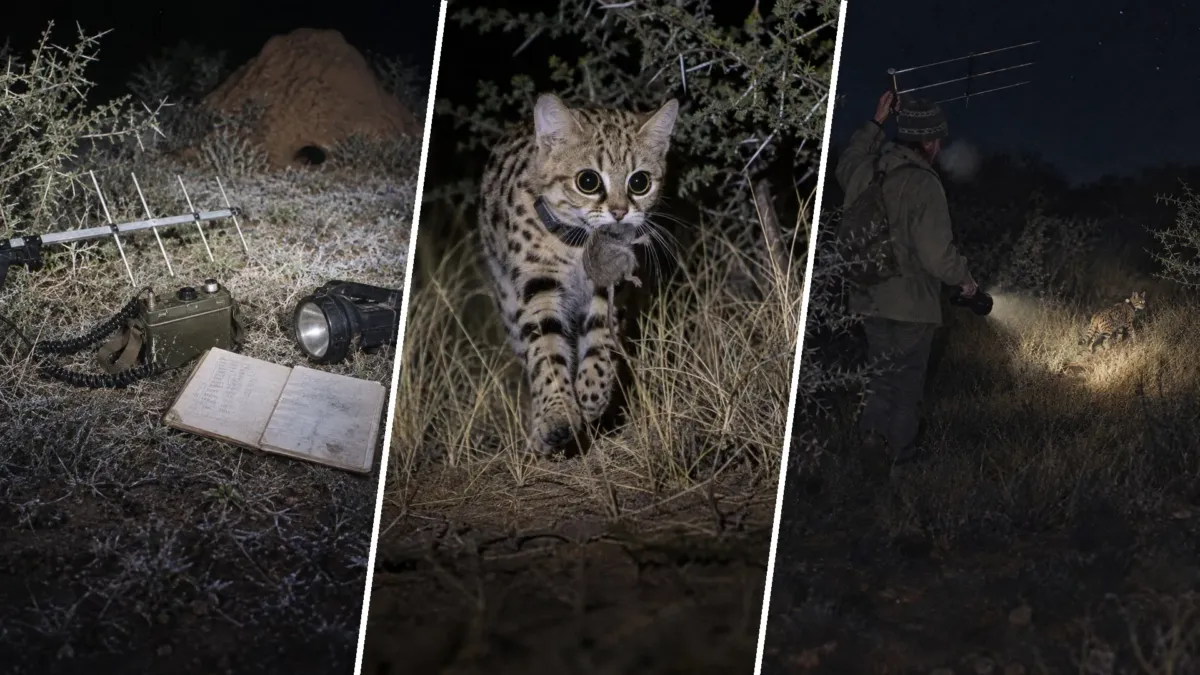 El gato de patas negras pesa menos de dos kilos, y lo que hacía de noche no cuadraba con su tamaño 1 El gato de patas negras pesa menos de dos kilos, y lo que hacía de noche no cuadraba con su tamaño